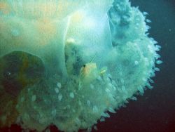 Filefish babies hiding in a jellyfish by Gordana Zdjelar 